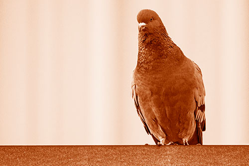 Pigeon Keeping Watch Atop Metal Roof Ledge (Orange Shade Photo)
