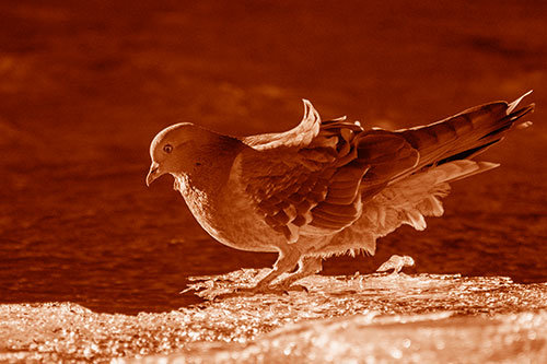 Pigeon Peeking Over Frozen River Ice Edge (Orange Shade Photo)