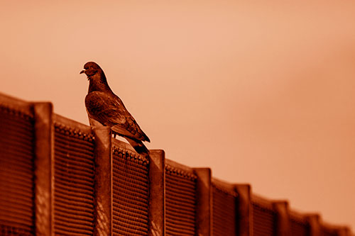 Pigeon Standing Atop Steel Guardrail (Orange Shade Photo)