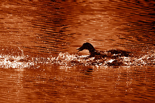 Playful Mallard Duck Gets Splashed Among Lake Horizon (Orange Shade)