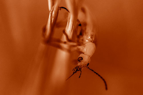 Pollen Faced Blister Beetle Hangs Onto Plant Stem (Orange Shade)