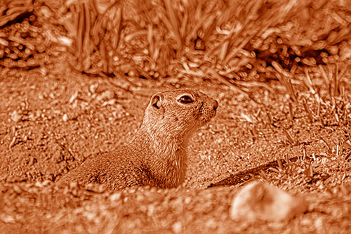 Prairie Dog Emerges From Dirt Tunnel (Orange Shade Photo)