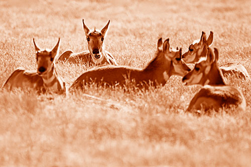 Pronghorn Herd Rest Among Grass (Orange Shade Photo)