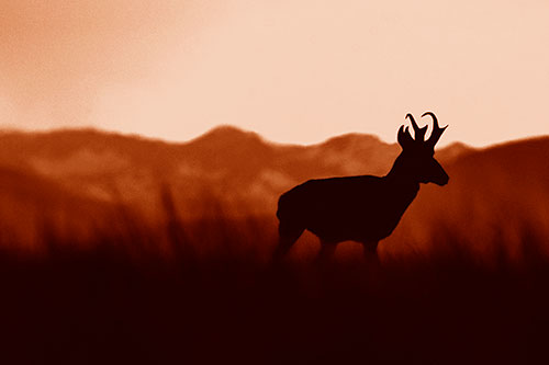 Pronghorn Silhouette Across Mountain Range (Orange Shade)