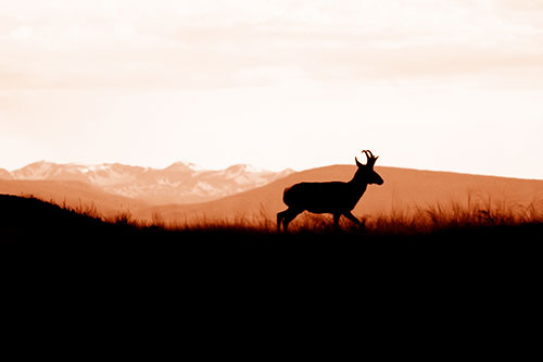 Pronghorn Silhouette On The Prowl (Orange Shade)