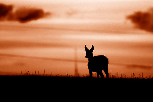 Pronghorn Silhouette Watches Sunset Atop Grassy Hill (Orange Shade Photo)