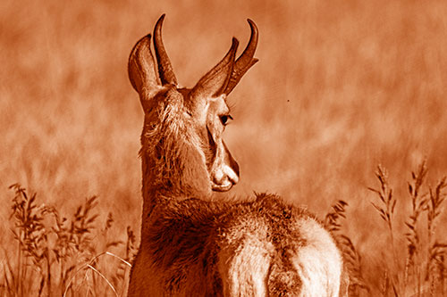 Pronghorn Watching Annoying Fly Buzzing Around (Orange Shade)