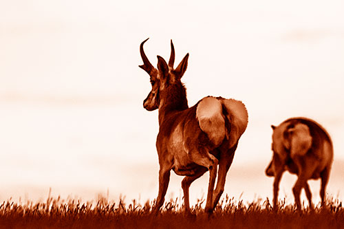 Pronghorns Begin Sprinting Towards Herd (Orange Shade Photo)