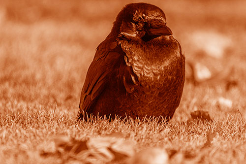 Puffy Crow Standing Guard Among Leaf Covered Grass (Orange Shade Photo)
