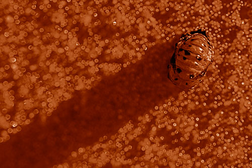 Pupa Convergent Lady Beetle Casts Shadow Among Sparkles (Orange Shade)
