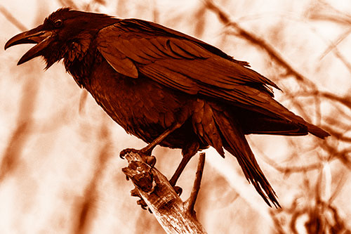 Raven Croaking Among Tree Branches (Orange Shade Photo)