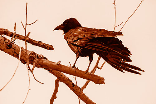 Raven Grips Onto Broken Tree Branch (Orange Shade)