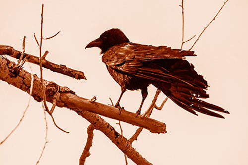Raven Grips Onto Broken Tree Branch (Orange Shade Photo)