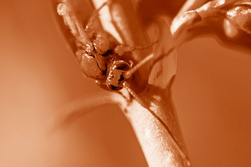 Red Wasp Crawling Down Flower Stem (Orange Shade Photo)