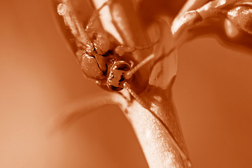 Red Wasp Crawling Down Flower Stem (Orange Shade)