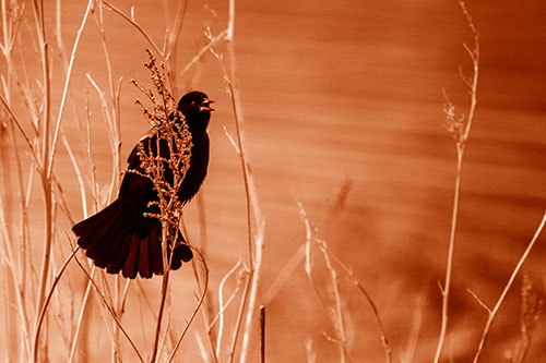 Red Winged Blackbird Chirping From Plant Top (Orange Shade Photo)