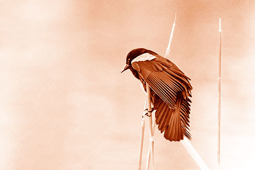 Red Winged Blackbird Clasping Onto Sticks (Orange Shade Photo)