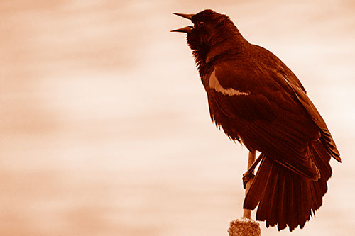 Red Winged Blackbird Singing Atop Cattail Branch (Orange Shade)