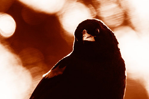 Red Winged Blackbird Tilting Head Among Sunlight (Orange Shade Photo)