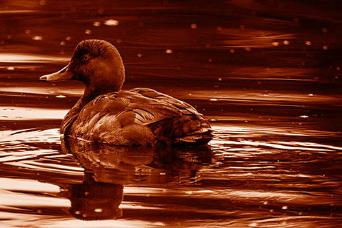 Redhead Duck Floating Atop Lake Water (Orange Shade Photo)