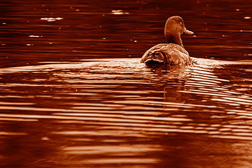 Redhead Duck Swimming Across Water (Orange Shade Photo)