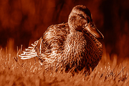 Rested Mallard Duck Rises To Feet (Orange Shade Photo)