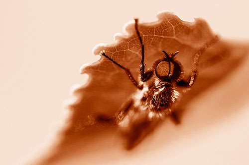 Resting March Fly Seeks Shade Beneath Leaf Petal (Orange Shade)