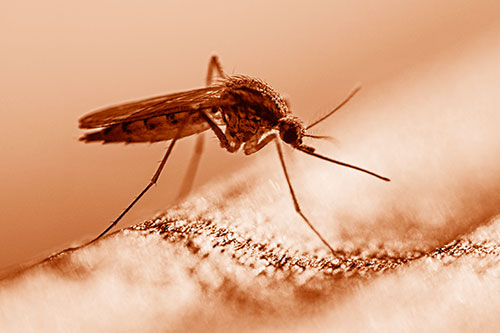 Resting Mosquito Awaits Warmth Among Sunlight (Orange Shade)