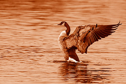 Rising Canadian Goose Spreading Wings Among Lake Top (Orange Shade)