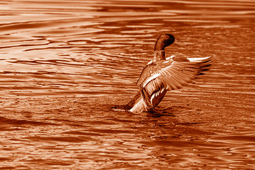 Rising Mallard Duck Flapping Wings Among Rippling Water (Orange Shade)
