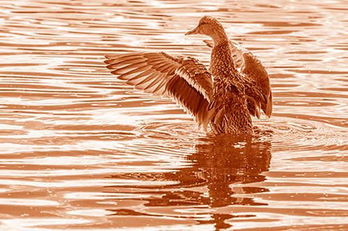 Rising Mallard Duck Flaps Wings Atop Lake (Orange Shade)