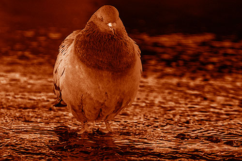 River Standing Pigeon Watching Ahead (Orange Shade Photo)