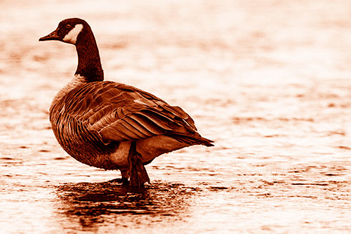 River Walking Canadian Goose (Orange Shade Photo)