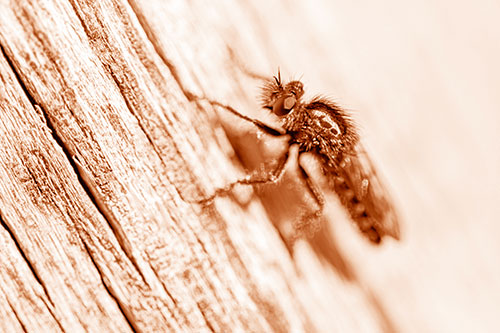 Robber Fly Perched Along Sloping Tree Stump (Orange Shade Photo)