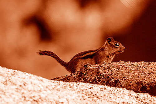 Rock Climbing Squirrel Reaches Shaded Area (Orange Shade Photo)