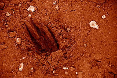 Rocks Surround Deep Mud Paw Footprint (Orange Shade Photo)