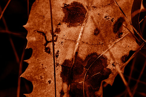 Rot Screaming Leaf Face Among Grass Blades (Orange Shade Photo)