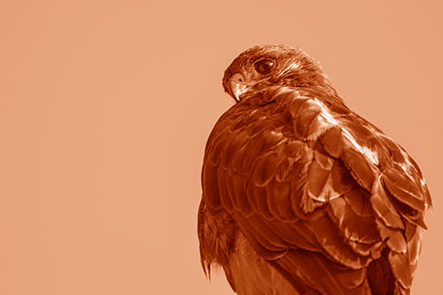 Rough Legged Hawk Glancing Backwards (Orange Shade Photo)