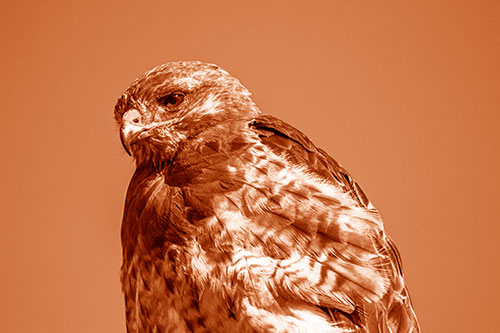 Rough Legged Hawk Keeping An Eye Out (Orange Shade Photo)