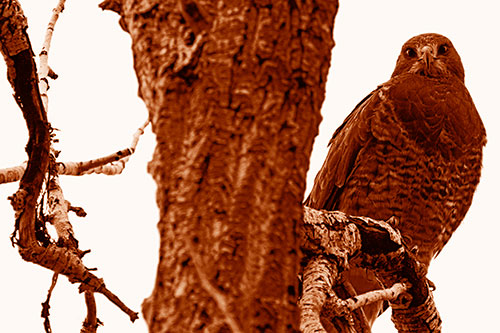 Rough Legged Hawk Watches Intensely Atop Tree Branch (Orange Shade Photo)