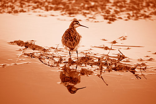 Sandpiper Bird Perched On Floating Lake Stick (Orange Shade Photo)