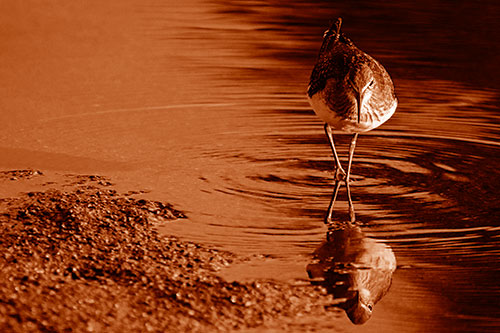 Sandpiper Watching Water Rippling Among Shoreline (Orange Shade)