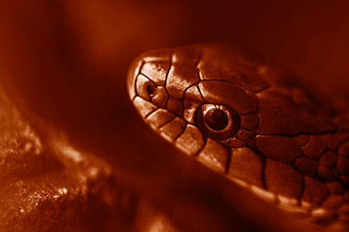 Scared Garter Snake Makes Appearance (Orange Shade Photo)