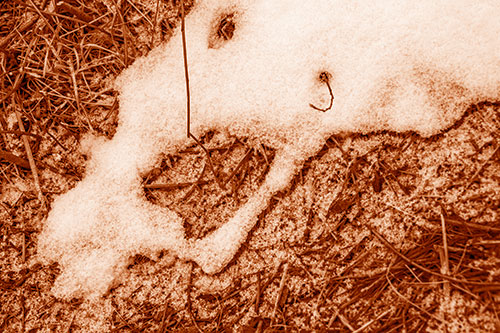 Screaming Stick Eyed Snow Face Among Grass (Orange Shade Photo)