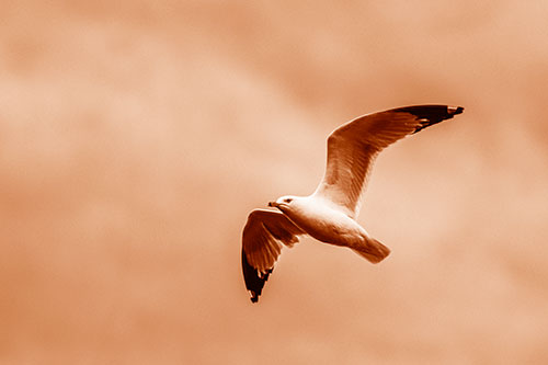 Seagull Flying Among Cloudy Overcast Sky (Orange Shade)