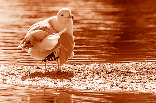 Seagull Grooming Itself Among Lake Shore (Orange Shade)