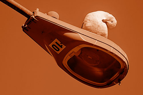 Seagull Grooming Self Atop Street Light Pole (Orange Shade)