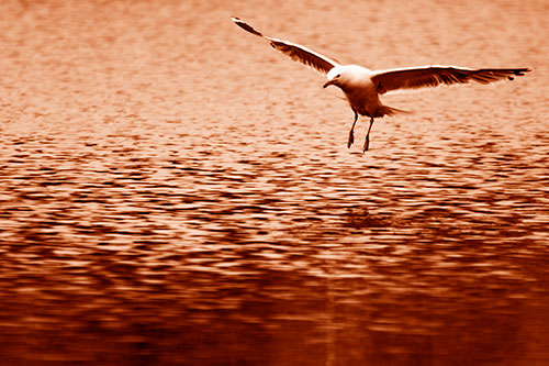 Seagull Landing On Lake Water (Orange Shade Photo)