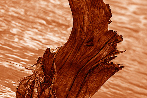 Seasick Faced Tree Log Among Flowing River (Orange Shade Photo)
