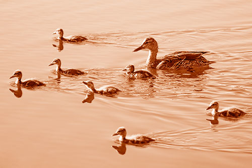 Seven Mallard Ducklings Swimming With Mother (Orange Shade)
